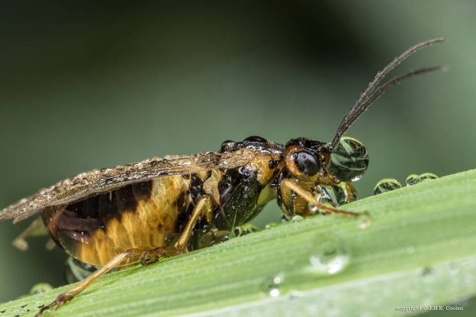 Vreemde vorm - Overig - Bladwesp