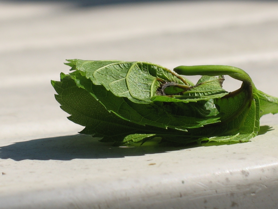 Vreemde vorm: In welke bocht zal ik mij wringen - Overig - Moerbeiboomblad