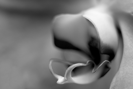 Vreemde vorm: Orchidee