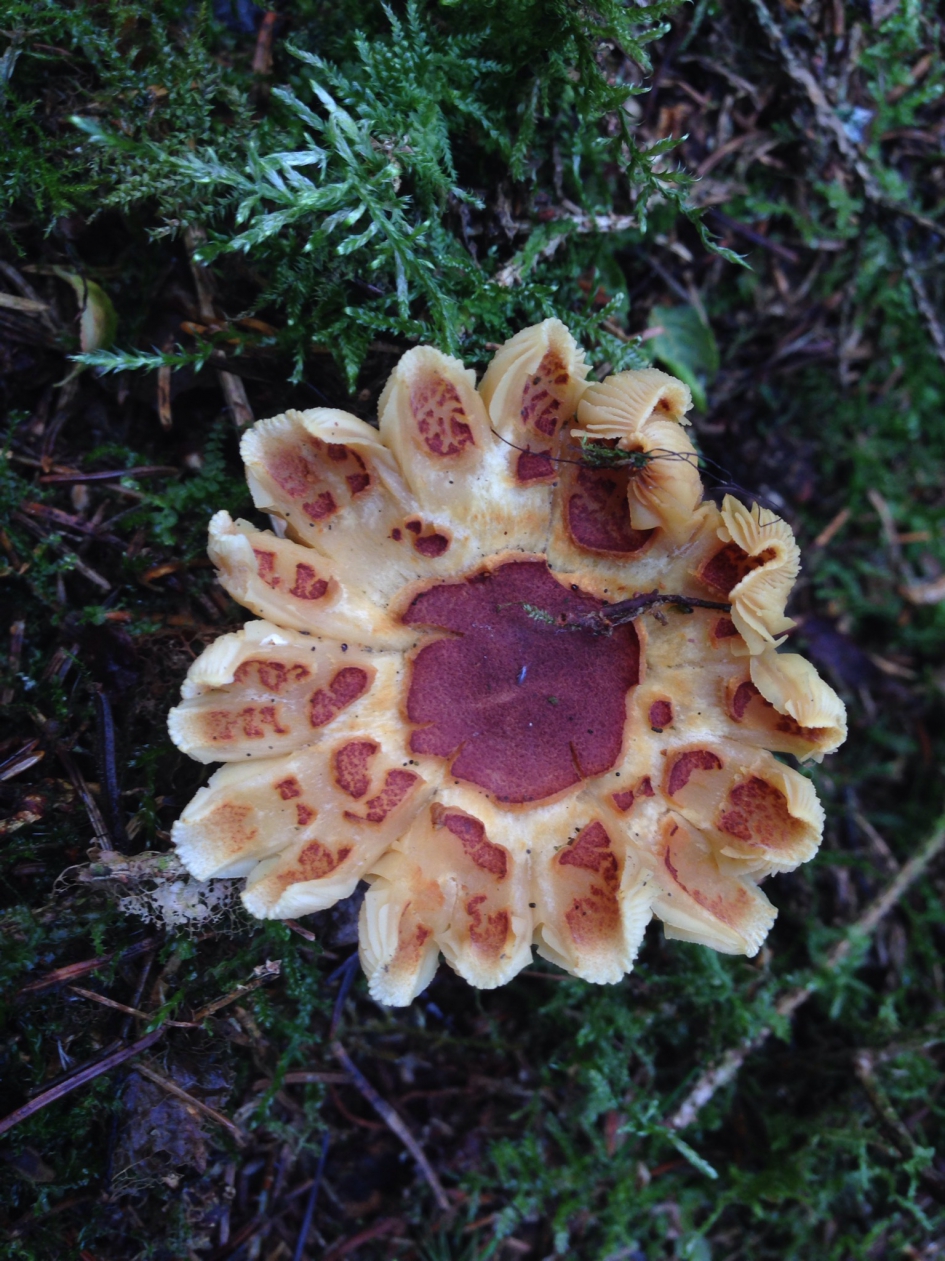 Vreemde vormen - Schimmels - Koningsmantel