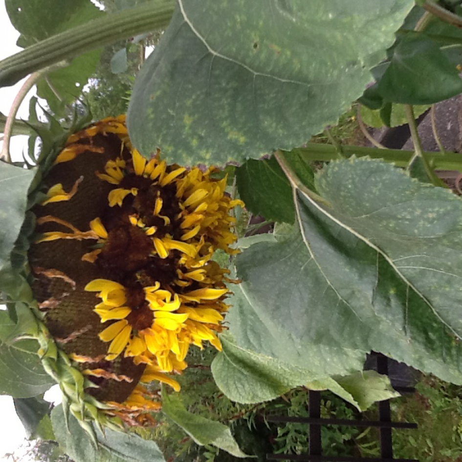vreemde zonnenbloem - Planten - zonnenbloem