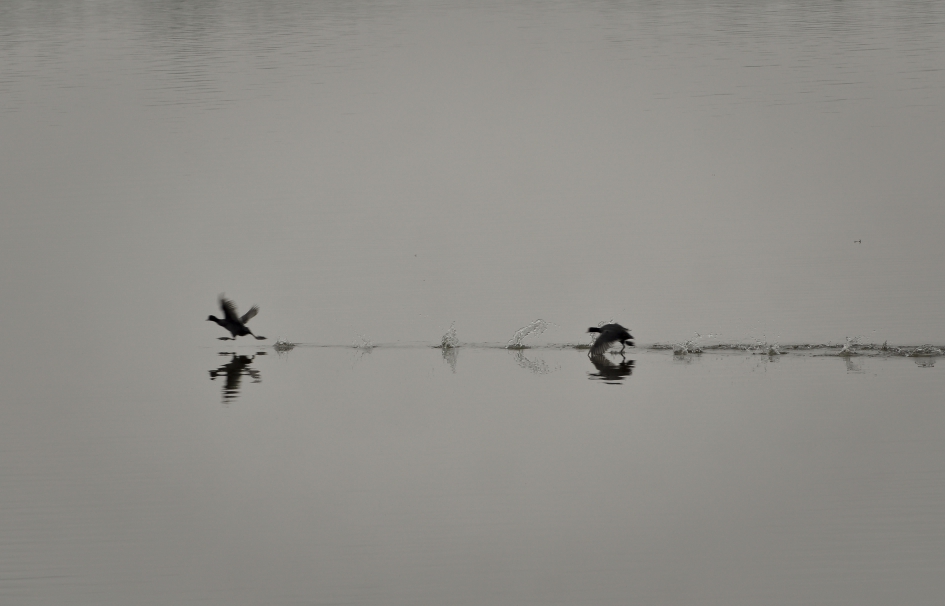 Vroege vogels - Vogels - meerkoet
