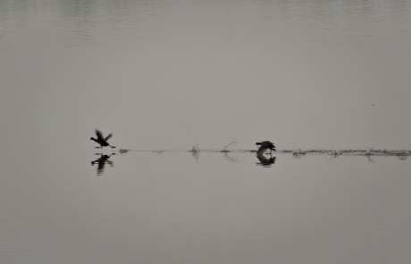 Vroege vogels