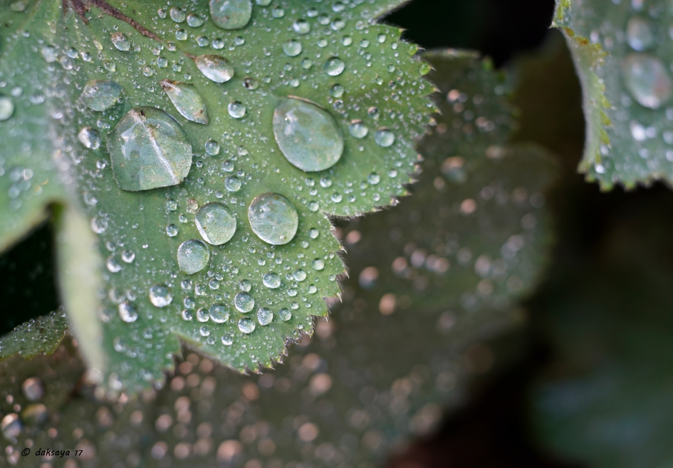 Vrouwenmantel - Planten - 