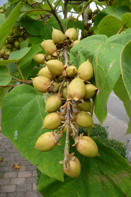 Vruchten van de Anna Paulownaboom
