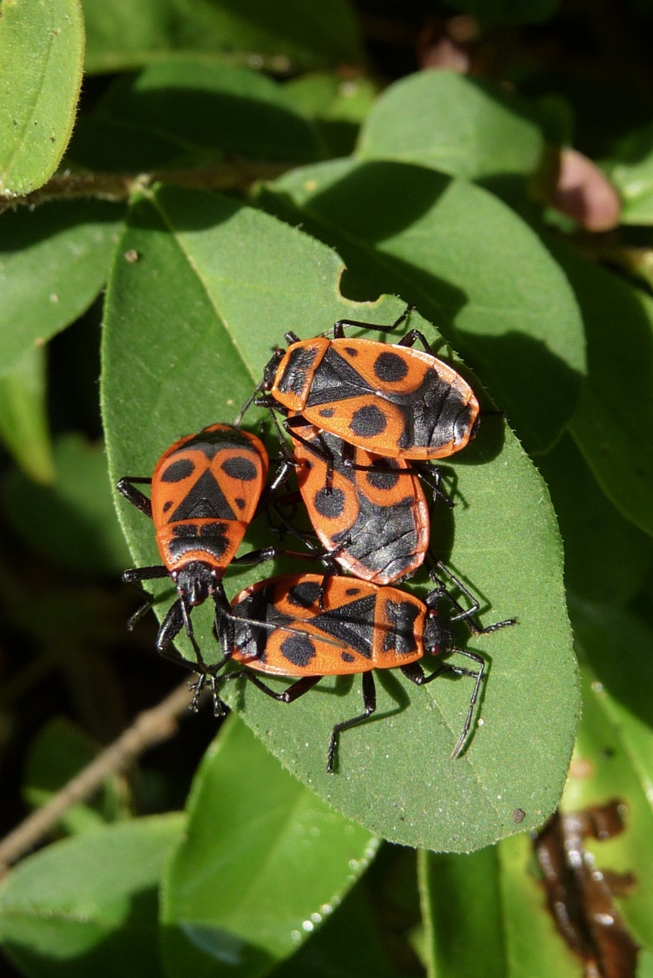 Vuurwantsen - Geleedpotigen - 