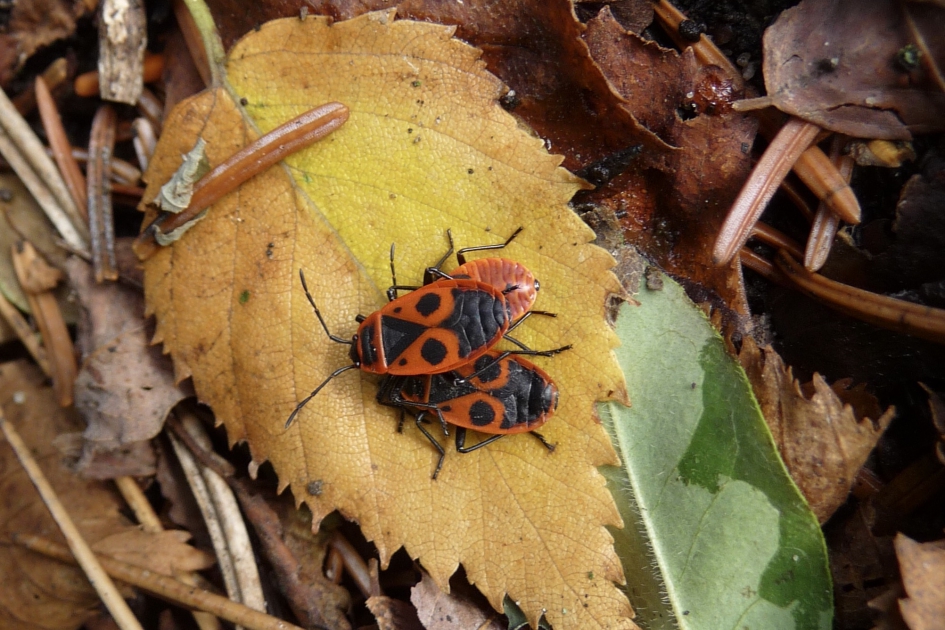 Vuurwantsen - Geleedpotigen - 