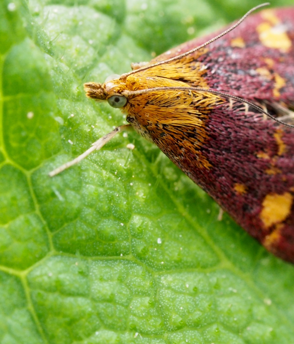 Één blauw oog - Geleedpotigen - Gezien het blauwe oog een soort grasuil??