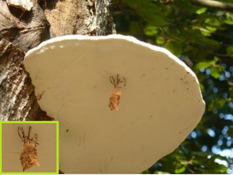 Wat zou het zijn? - Overig - Wat zou het zijn