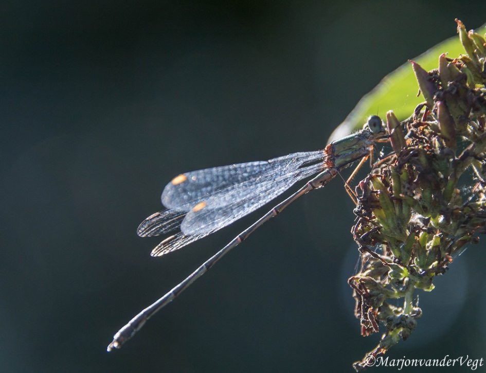 Waterjuffer - Geleedpotigen - waterjuffer