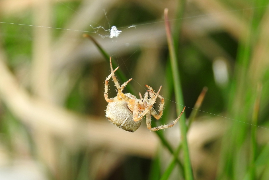 Weefster - Geleedpotigen - 