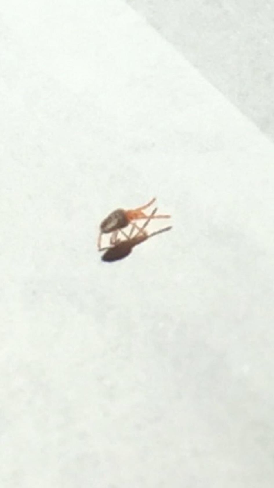 Welk insect is dit - Overig - 