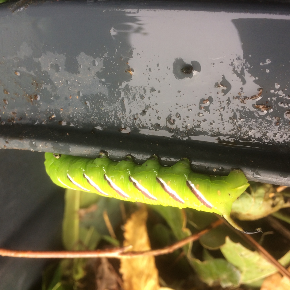 Welke rups is dit? - Overig - 