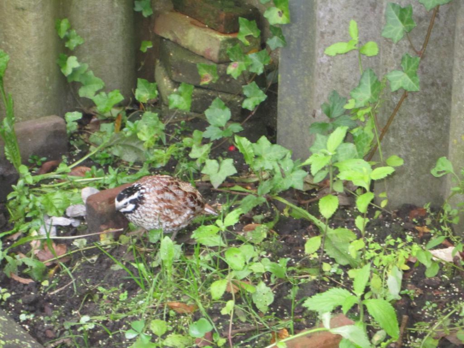 Welke vogel is dit? - Vogels - 