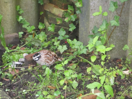 Welke vogel is dit?