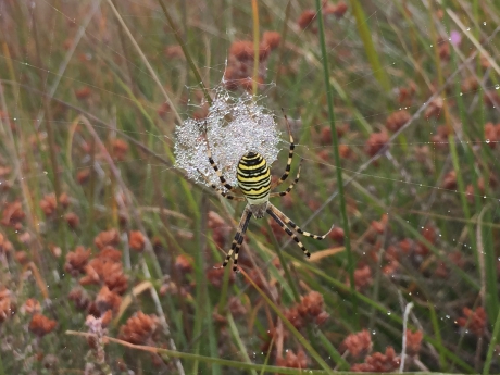 Wespenspin op de Regte Heide