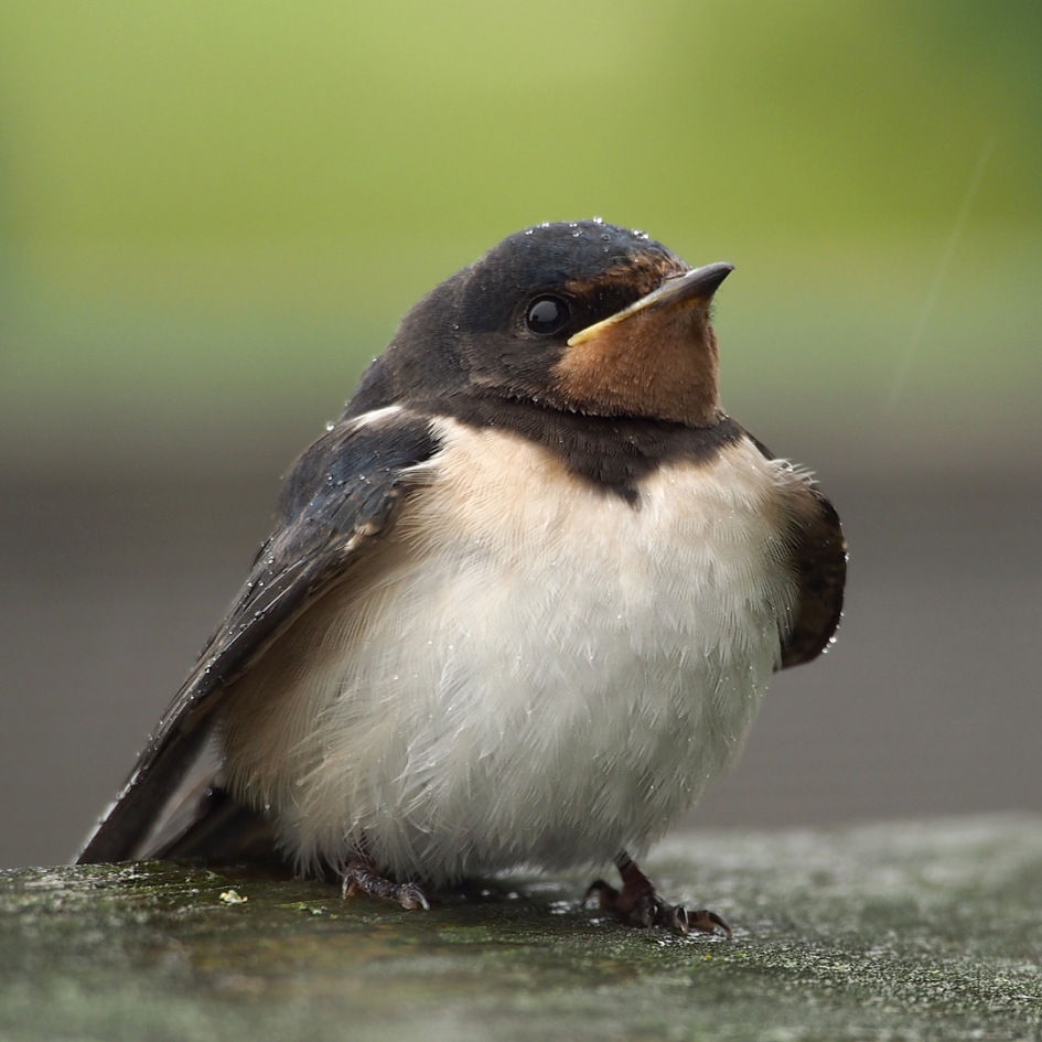 Who'll stop the rain ... ? - Vogels - Boerenzwaluw