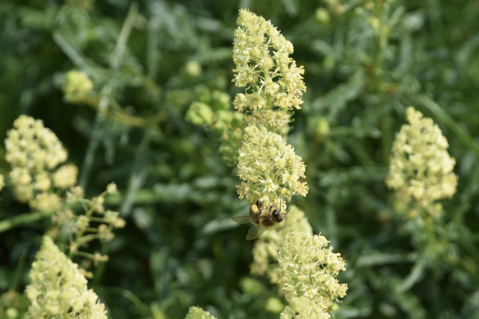 Wilde reseda - Planten - 