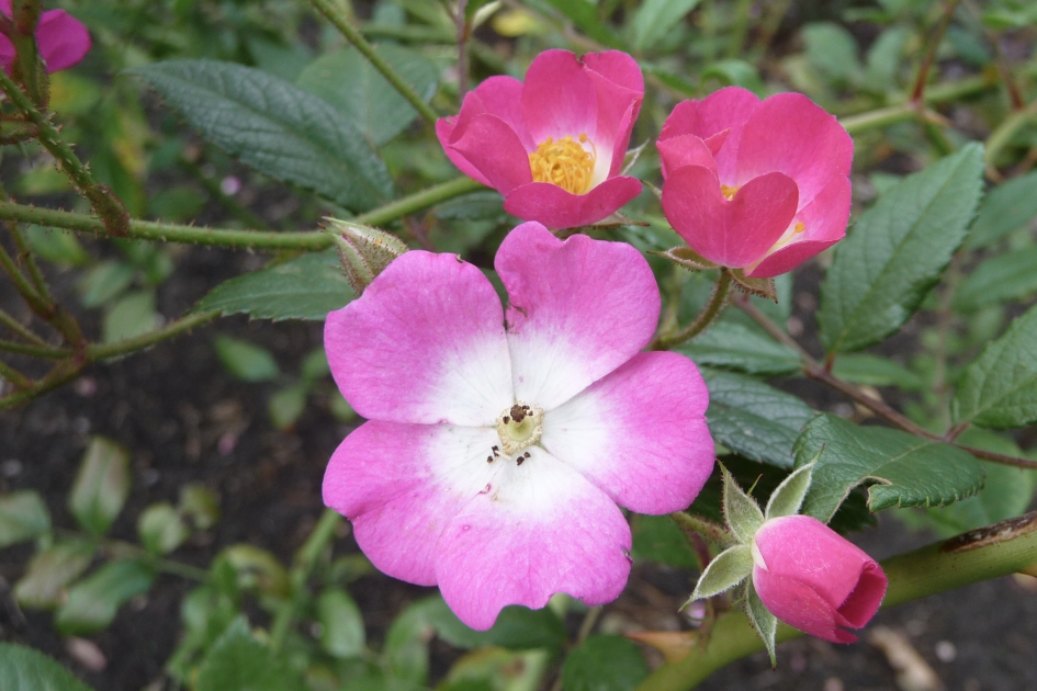 Wilde roosjes - Planten - 