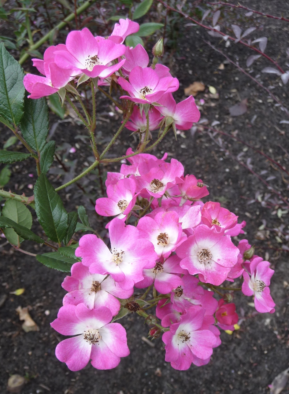 Wilde roosjes - Planten - 