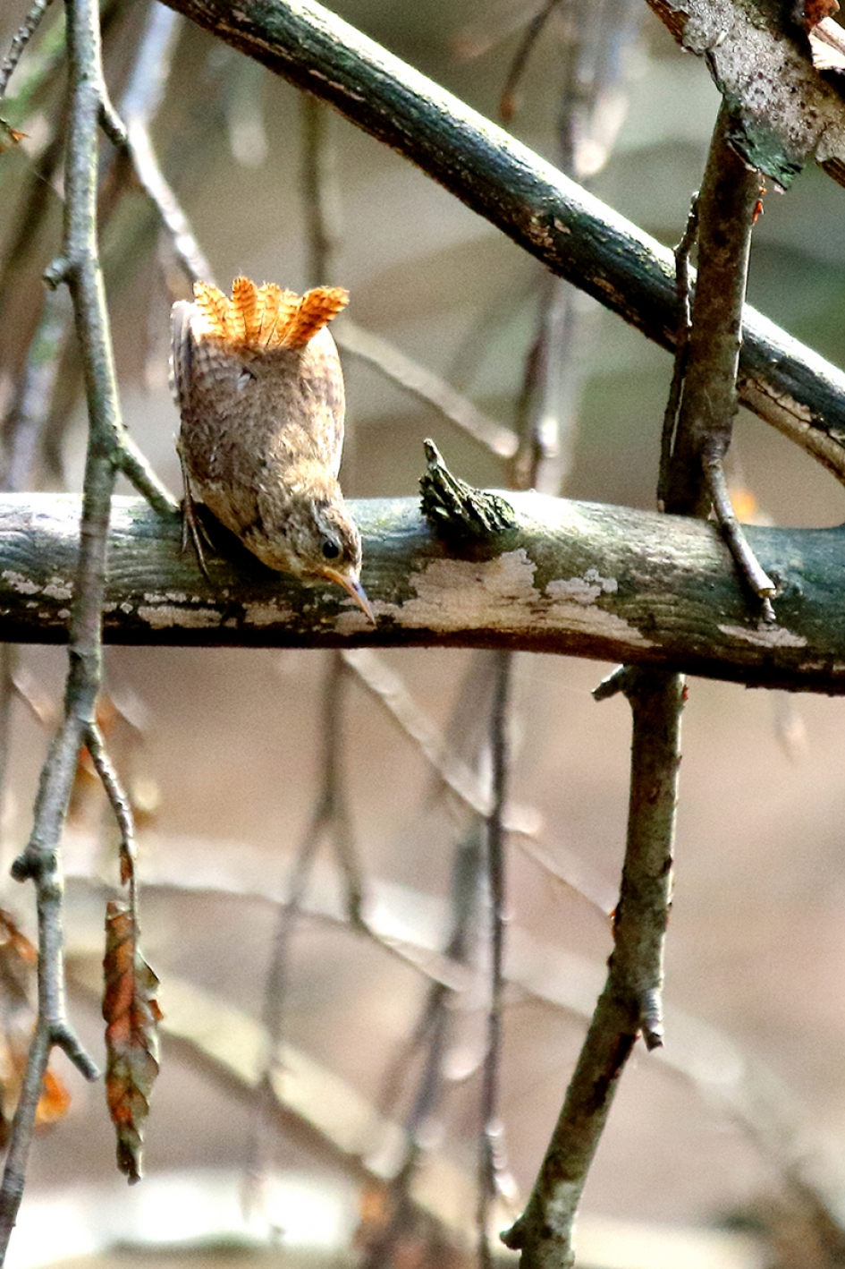 winterkoning -juveniel- - Vogels - 