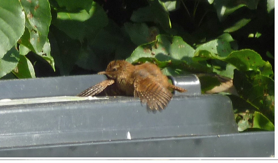 winterkoning - Vogels - winterkoning