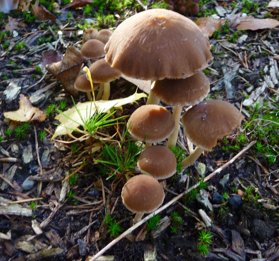 Witsteel franjehoed - Schimmels - 