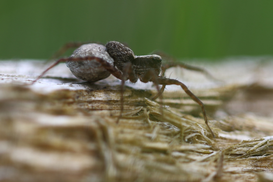 wolfspin - Geleedpotigen - 