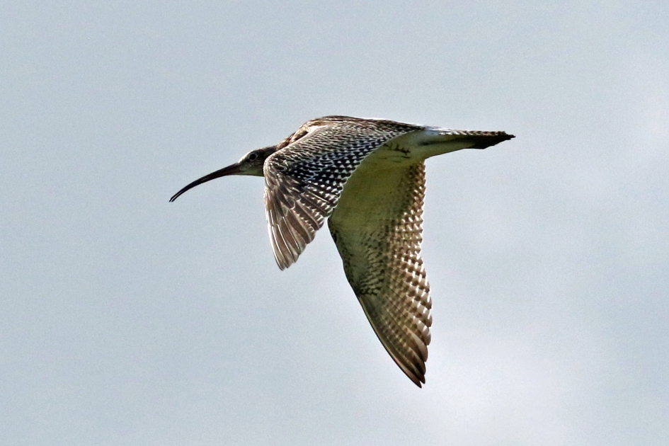 Wulp in de vlucht - Vogels - 