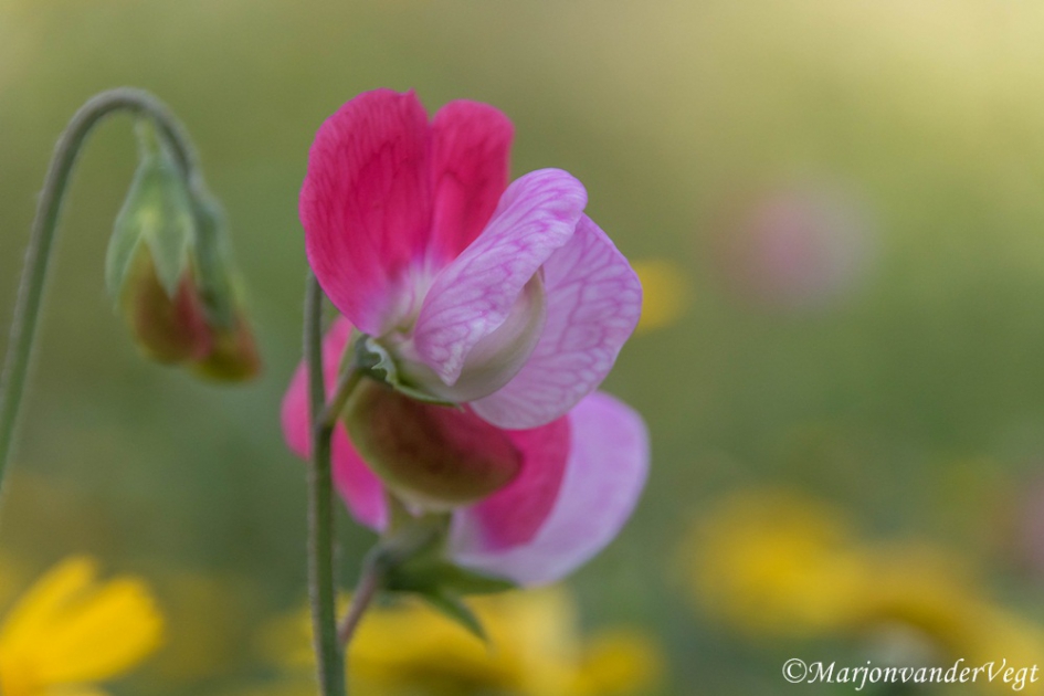 Zachte kleuren - Planten - lathyrus
