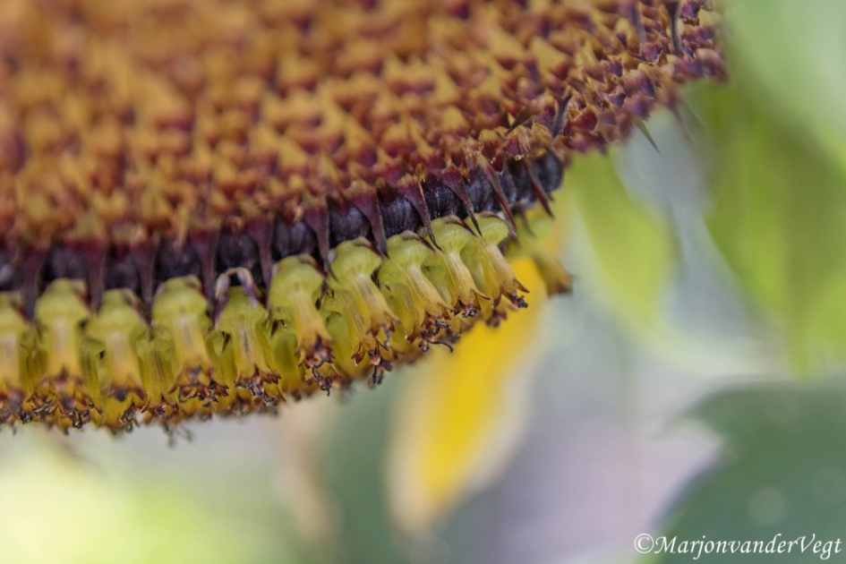 Zaden - Planten - Zonnebloem