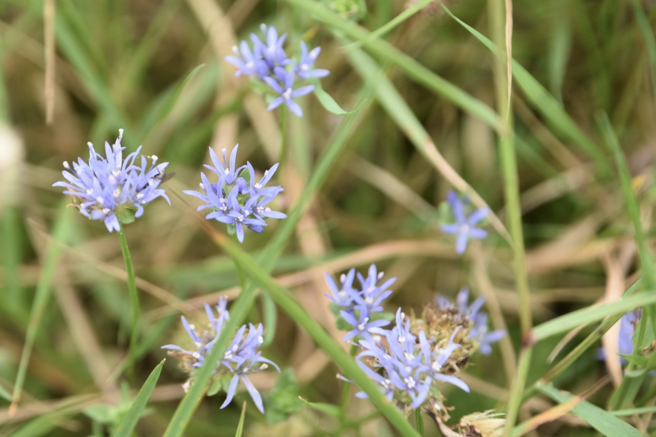 Zandblauwtje - Planten - 