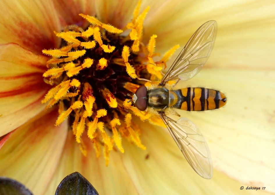 Ze zijn er nog - Geleedpotigen - 