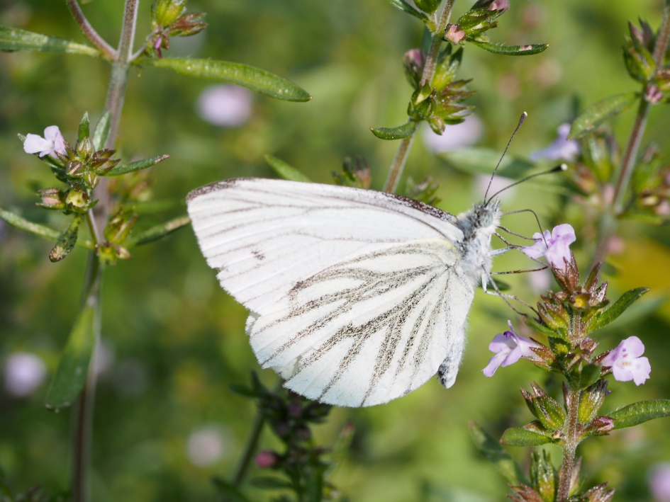 Ze zijn er nog even! - Geleedpotigen - 