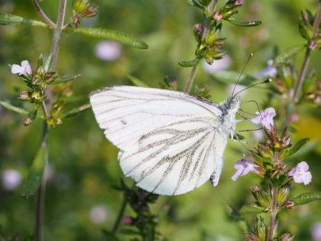 Ze zijn er nog even!