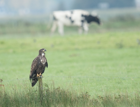 Zeearend in Friesland