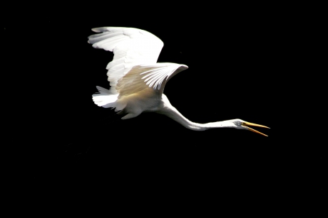zilverreiger