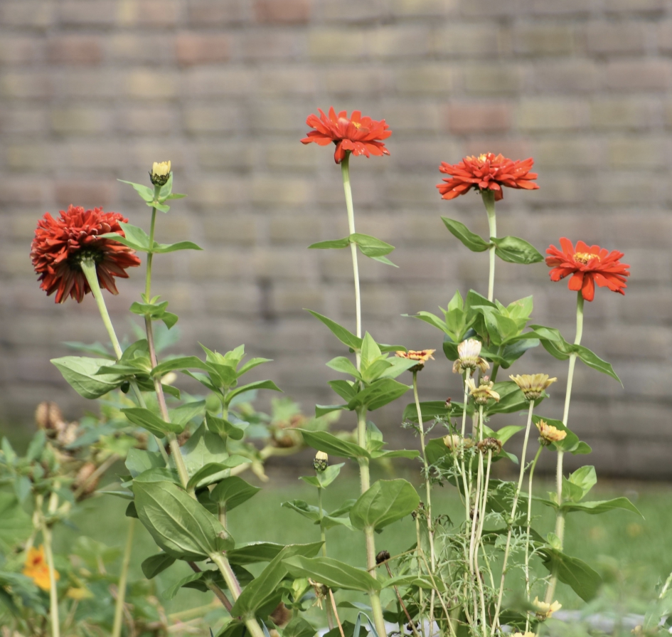 Zinnia - Planten - 