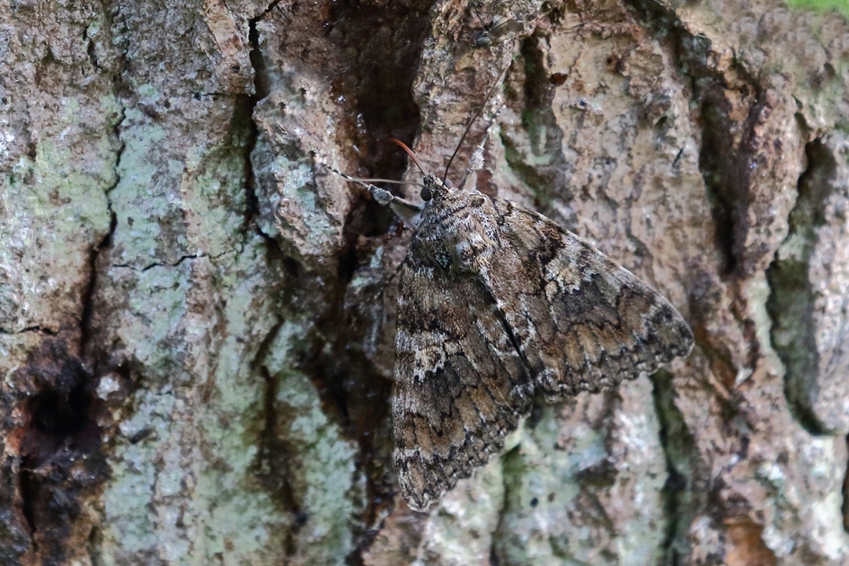 zoekplaatje......nachtvlinder - Geleedpotigen - 