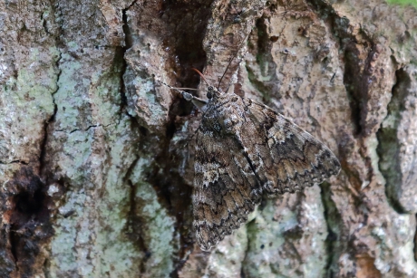 zoekplaatje......nachtvlinder