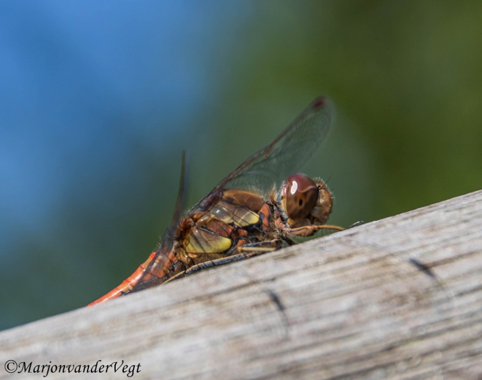 Zonaanbidder - Geleedpotigen - libel