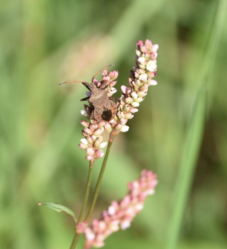 Zuringwants - Geleedpotigen - 