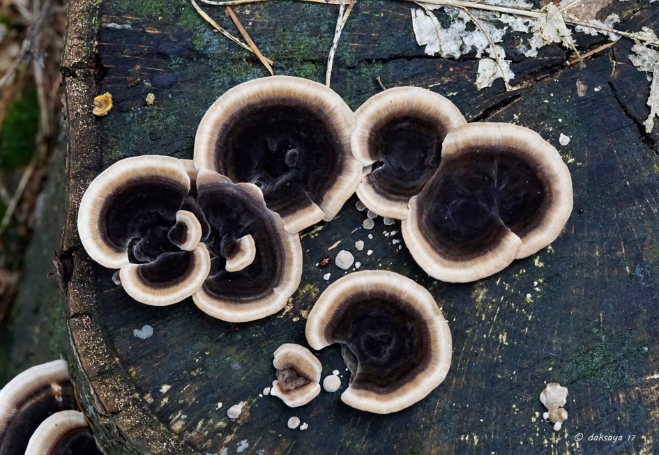 Zwammen - Schimmels - 