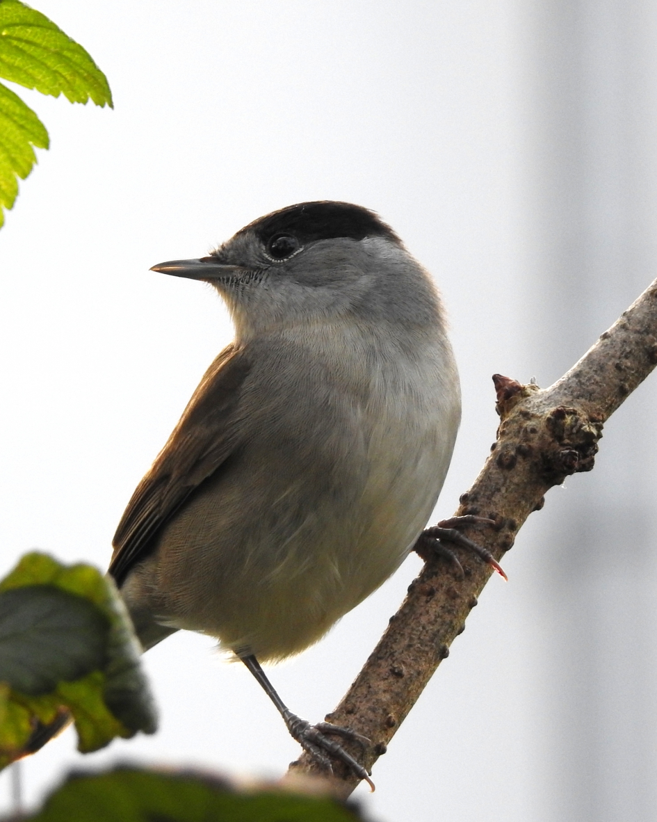 Zwartkop - Vogels - Zwartkop