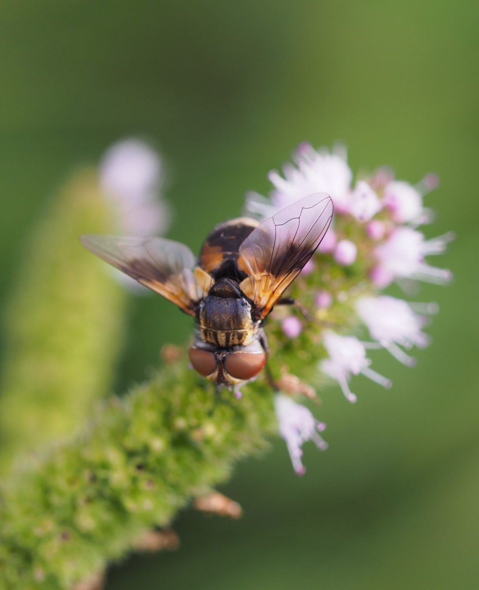 Zweefvliegje op munt - Geleedpotigen - 