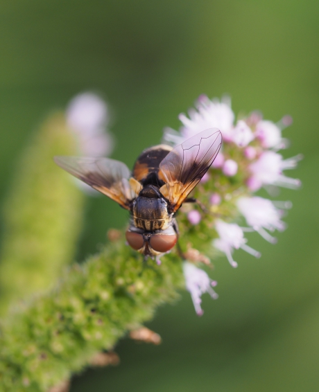 Zweefvliegje op munt