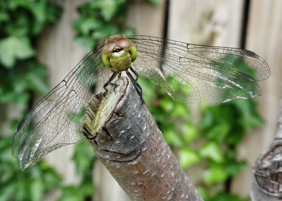 zwervende heidelibelle - Overig - Zwervende heidelibelle.
