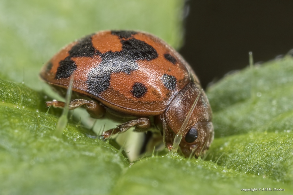 24 - Geleedpotigen - 24 stippelig lieveheersbeestje