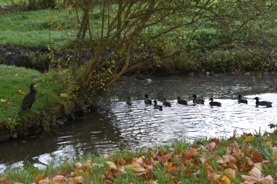 Aalscholver op een vreemde plaats - Vogels - 
