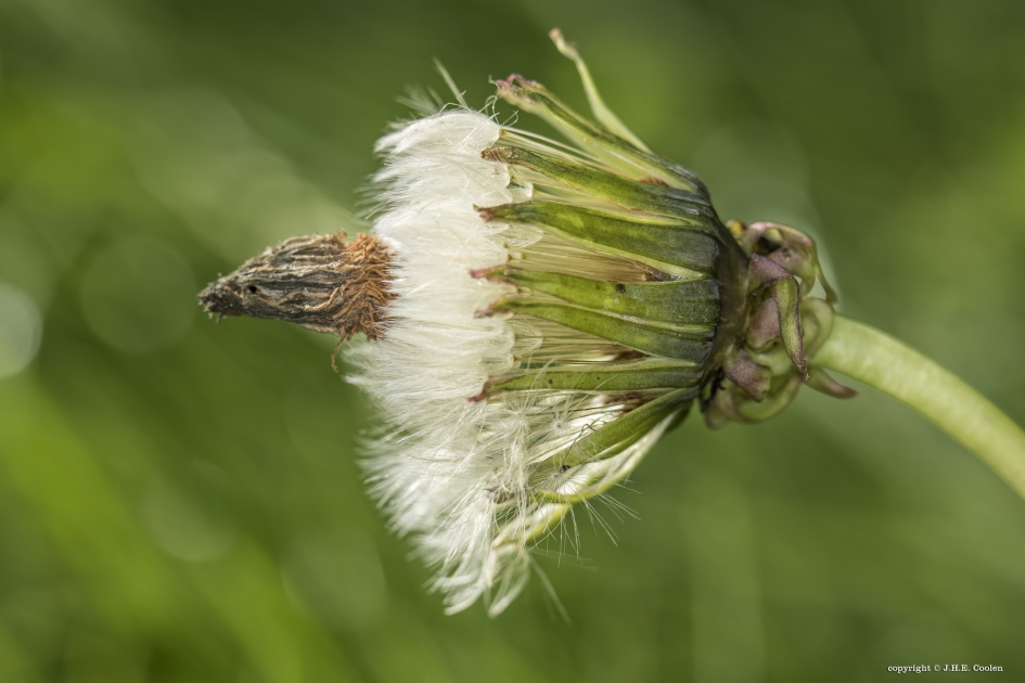 Aanwijzing - Planten - 